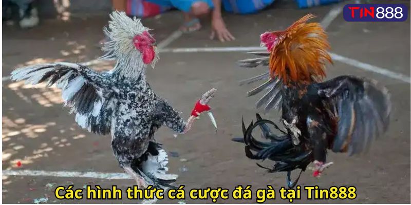 Các hình thức cá cược đá gà tại Tin888