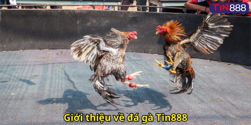 Giới thiệu về đá gà Tin888