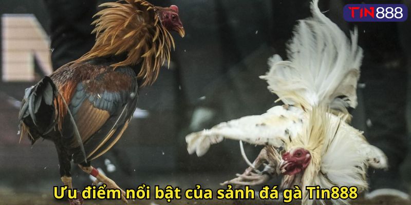 Ưu điểm nổi bật của sảnh đá gà Tin888